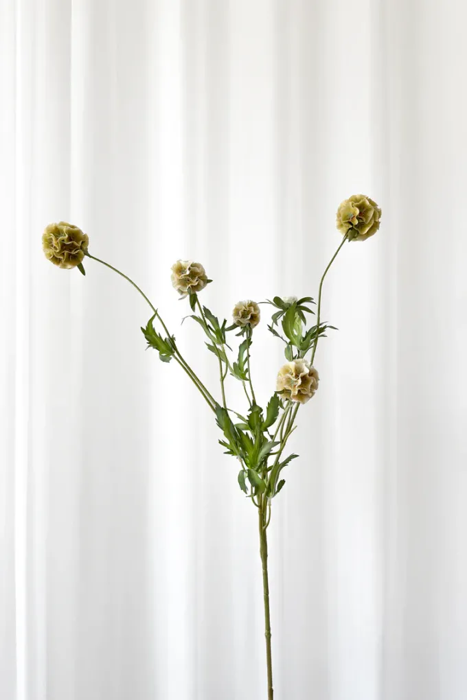New Specktrum Artificial Flowers - Dusty yellow Scabiosa Seed Pod (multible heads)