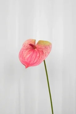 Clearance Specktrum Artificial Flowers - Rose Anthurium