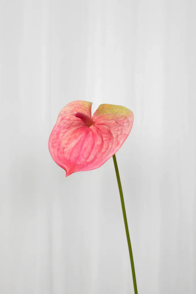 Clearance Specktrum Artificial Flowers - Rose Anthurium